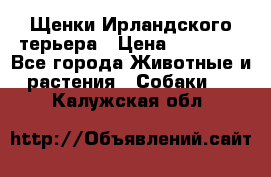 Щенки Ирландского терьера › Цена ­ 30 000 - Все города Животные и растения » Собаки   . Калужская обл.